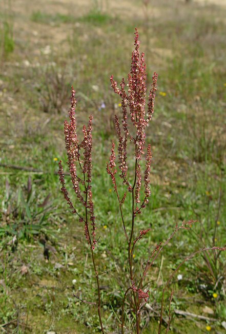 Rumex_hastatulus_plant.jpg