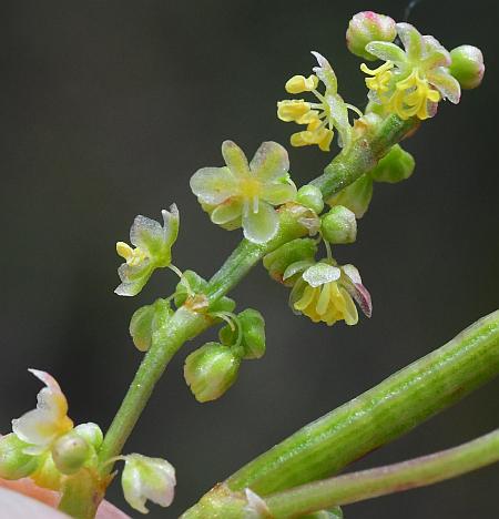 Rumex_hastatulus_staminate.jpg