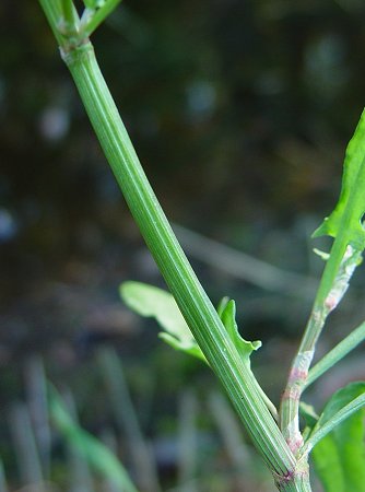 Rumex_hastatulus_stem.jpg