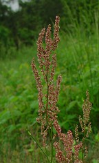 Rumex hastatulus thumbnail