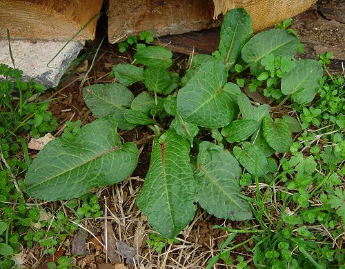 Rumex_obtusifolius_basals.jpg