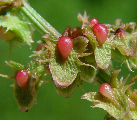 Rumex_obtusifolius_fruit.jpg