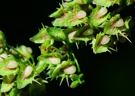 Rumex_obtusifolius_fruits.jpg