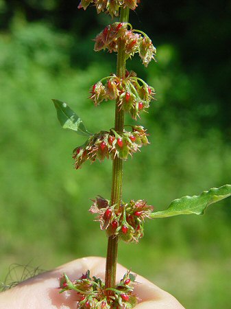 Rumex_obtusifolius_inflorescence.jpg