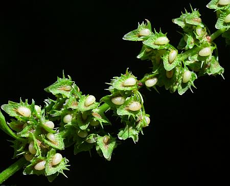 Rumex_obtusifolius_inflorescence2.jpg