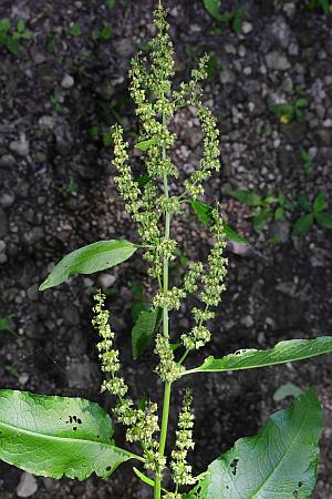 Rumex_obtusifolius_inflorescence3.jpg