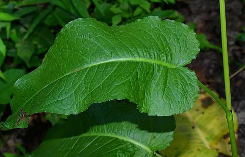 Rumex_obtusifolius_leaf1.jpg