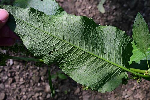 Rumex_obtusifolius_leaf2.jpg