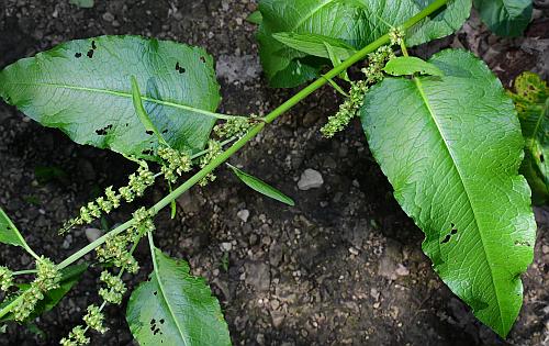 Rumex_obtusifolius_leaves.jpg