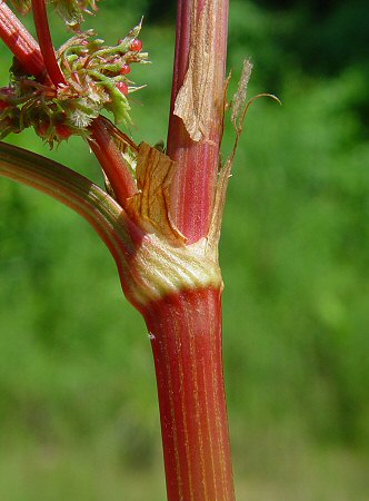 Rumex_obtusifolius_node.jpg