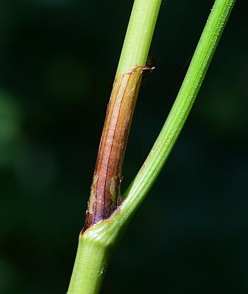 Rumex_obtusifolius_ocrea.jpg