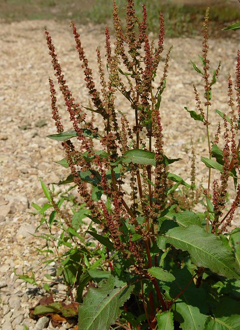 Rumex_obtusifolius_plant.jpg