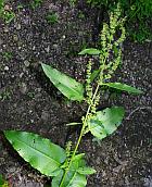 Rumex obtusifolius thumbnail