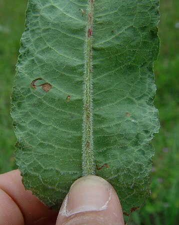 Rumex_pulcher_abaxial.jpg