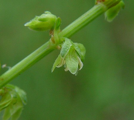 Rumex_pulcher_flower.jpg