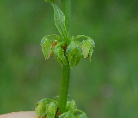 Rumex_pulcher_inflorescence.jpg