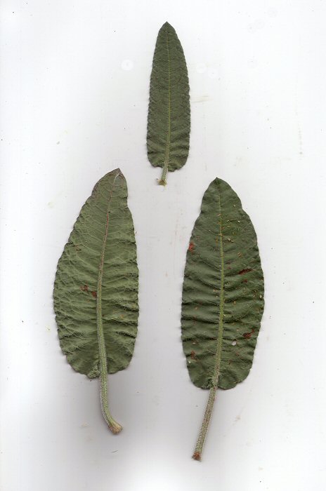 Rumex_pulcher_leaves.jpg