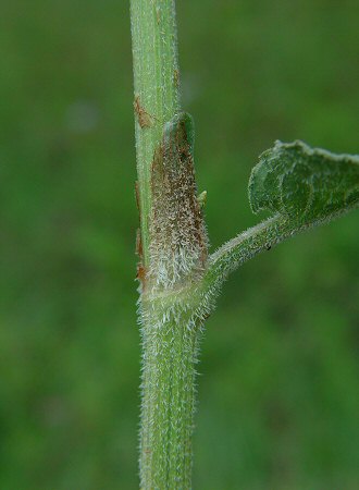 Rumex_pulcher_ocrea.jpg