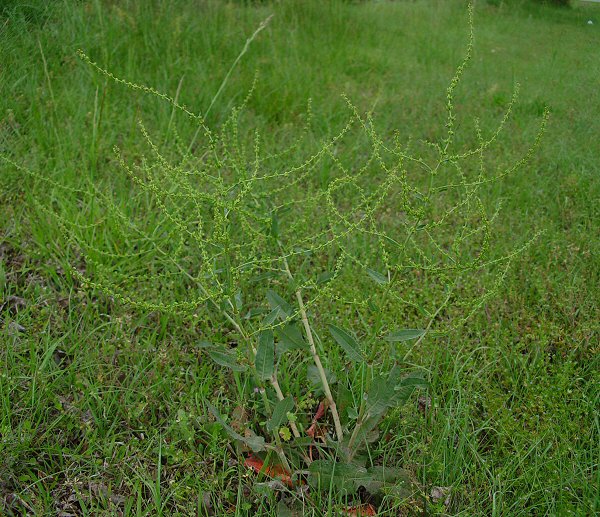 Rumex_pulcher_plant.jpg