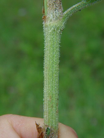 Rumex_pulcher_stem.jpg