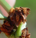 Rumex pulcher thumbnail