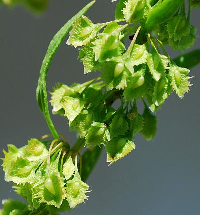 Rumex_stenophyllus_inflorescences.jpg