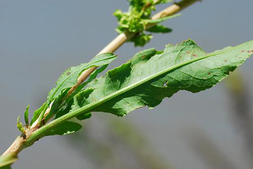 Rumex_stenophyllus_leaf2.jpg