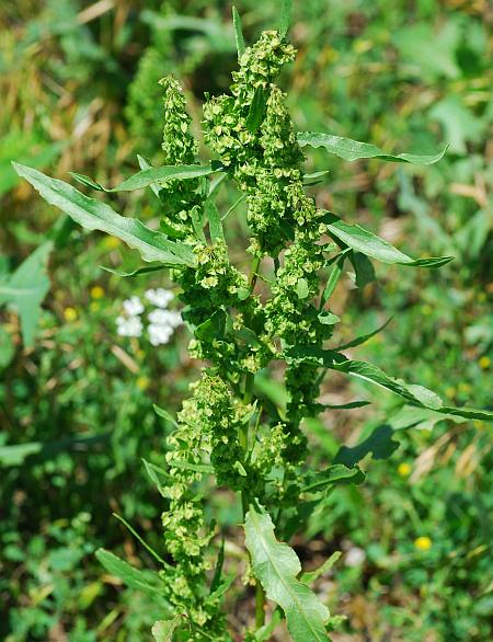 Rumex_stenophyllus_plant.jpg