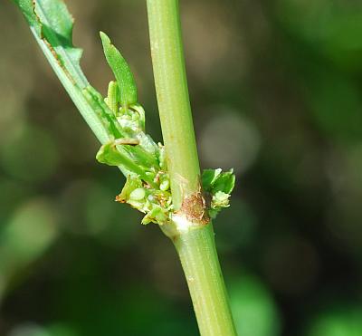 Rumex_stenophyllus_stem.jpg