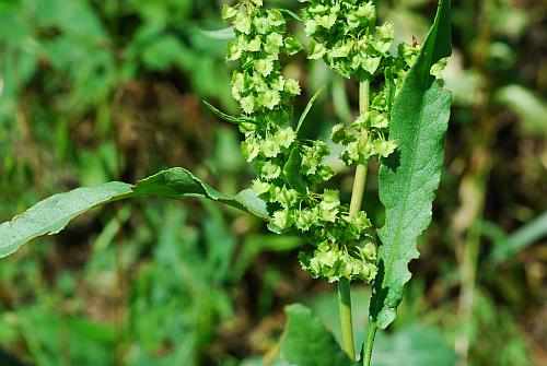 Rumex_stenophyllus_stem2.jpg