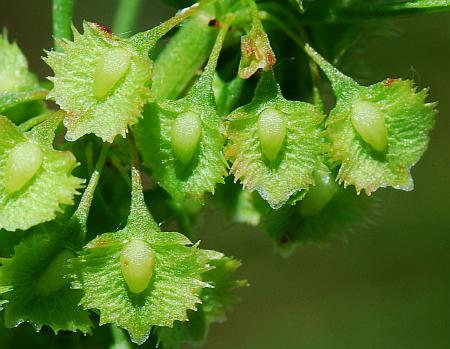 Rumex_stenophyllus_tepals.jpg