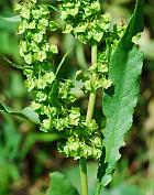 Rumex stenophyllus thumbnail