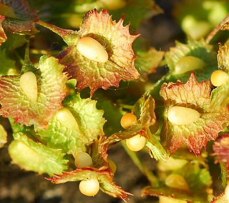 Rumex_stenophyllus_tubercles.jpg