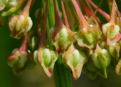 Rumex_verticillatus_fruits.jpg