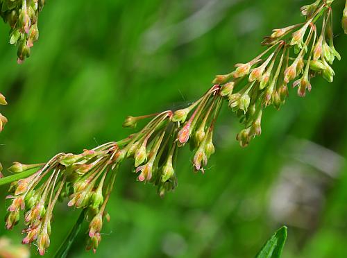 Rumex_verticillatus_inflorescence1.jpg