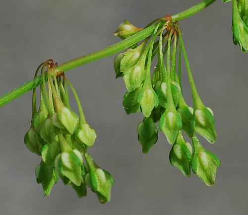 Rumex_verticillatus_inflorescence2.jpg