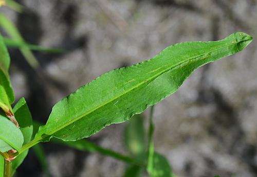 Rumex_verticillatus_leaf1.jpg