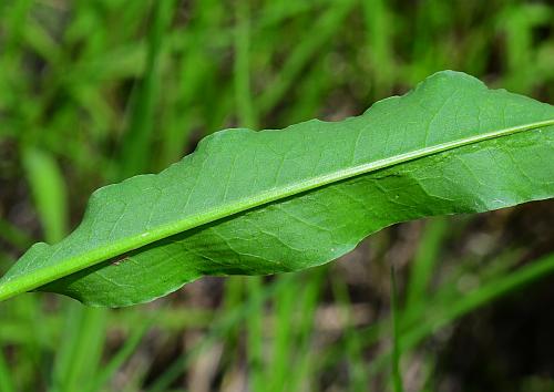 Rumex_verticillatus_leaf2.jpg