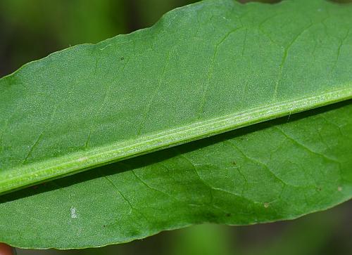 Rumex_verticillatus_leaf2a.jpg