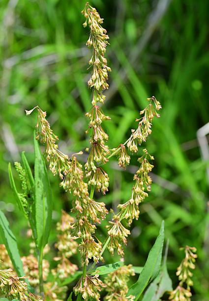 Rumex_verticillatus_plant.jpg