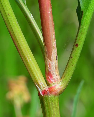 Rumex_verticillatus_stem.jpg