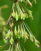 Rumex verticillatus thumbnail