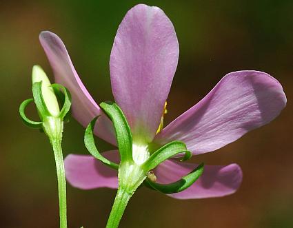 Sabatia_angularis_calyx.jpg