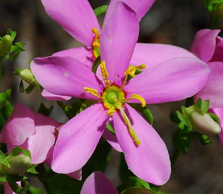 Sabatia_angularis_corolla.jpg