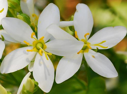 Sabatia_angularis_corolla2.jpg