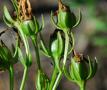 Sabatia_angularis_fruits.jpg