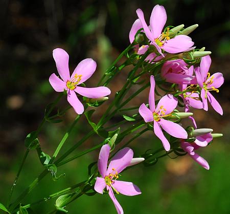 Sabatia_angularis_inflorescence.jpg