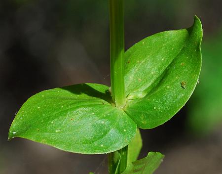 Sabatia_angularis_leaves1.jpg