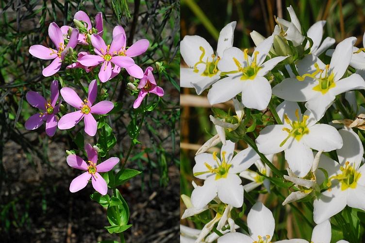 Sabatia_angularis_plant.jpg