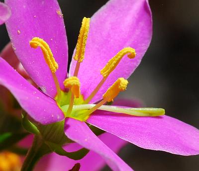 Sabatia_angularis_stamens.jpg